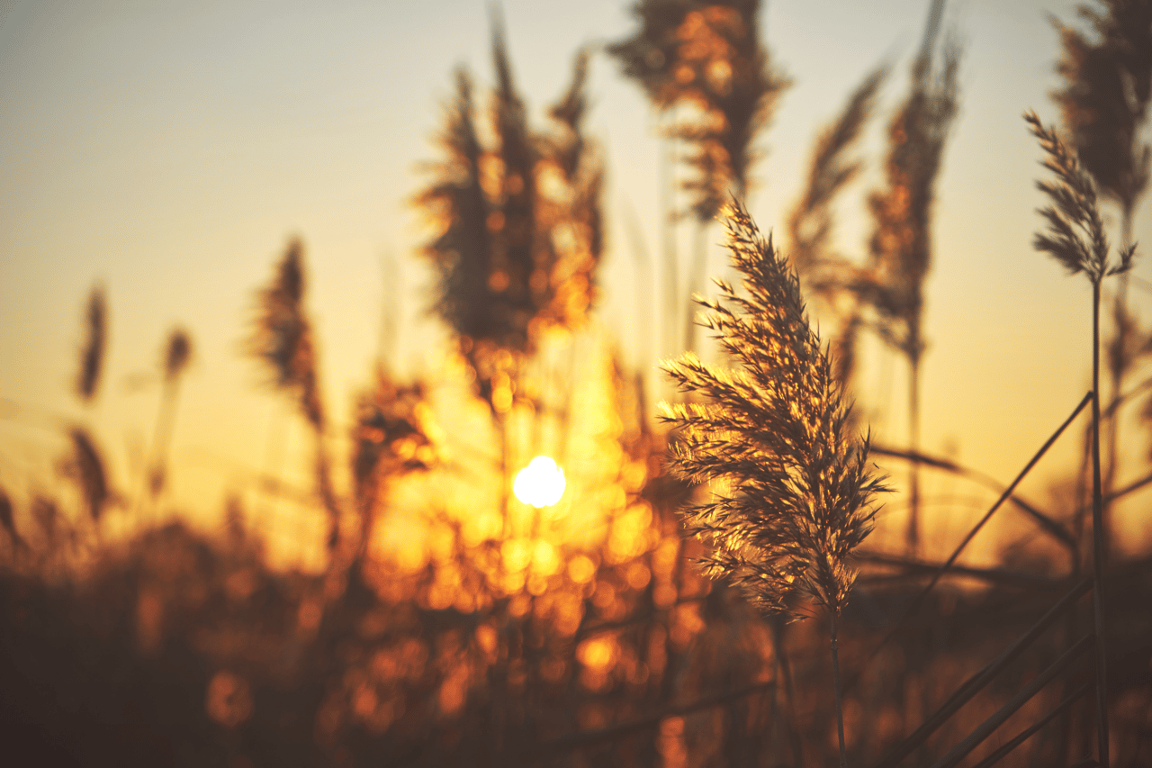 COVID-19 update: a late summer evaluation